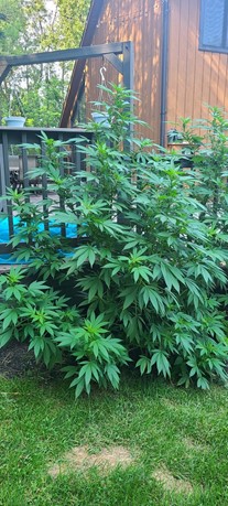 “Prime Superior the only brand I trust. Growth during veg was exponentially better than any other product I have used in the past. ” - Hunter from Stockton, NY